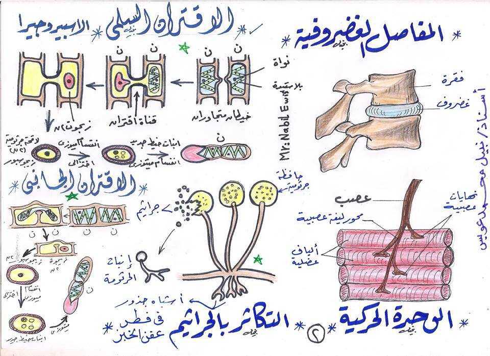 مراجعة جميع رسومات مادة الاحياء للصف الثالث الثانوى ملفاتي مصرية
