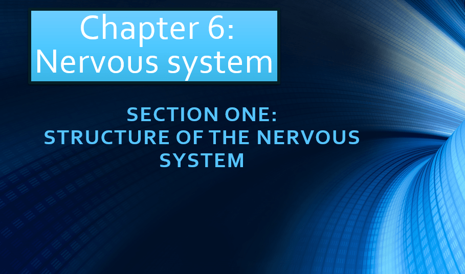 الأحياء بوربوينت Structure of the nervous system بالإنجليزي للصف العاشر