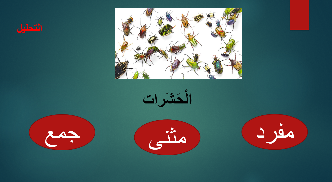 بوربوينت درس عيد الحشرات لغير الناطقين بها للصف الرابع مادة اللغة العربية
