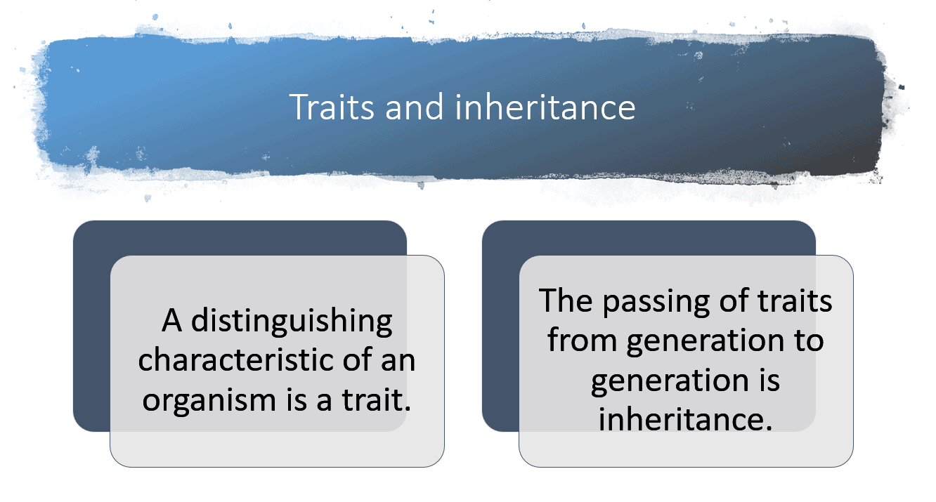 درس Traits and inheritance بالإنجليزي الصف السادس مادة العلوم المتكاملة - بوربوينت