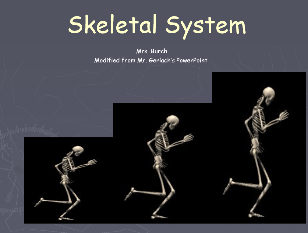 درس Skeletal System بالإنجليزي الصف السابع مادة العلوم المتكاملة - بوربوينت 