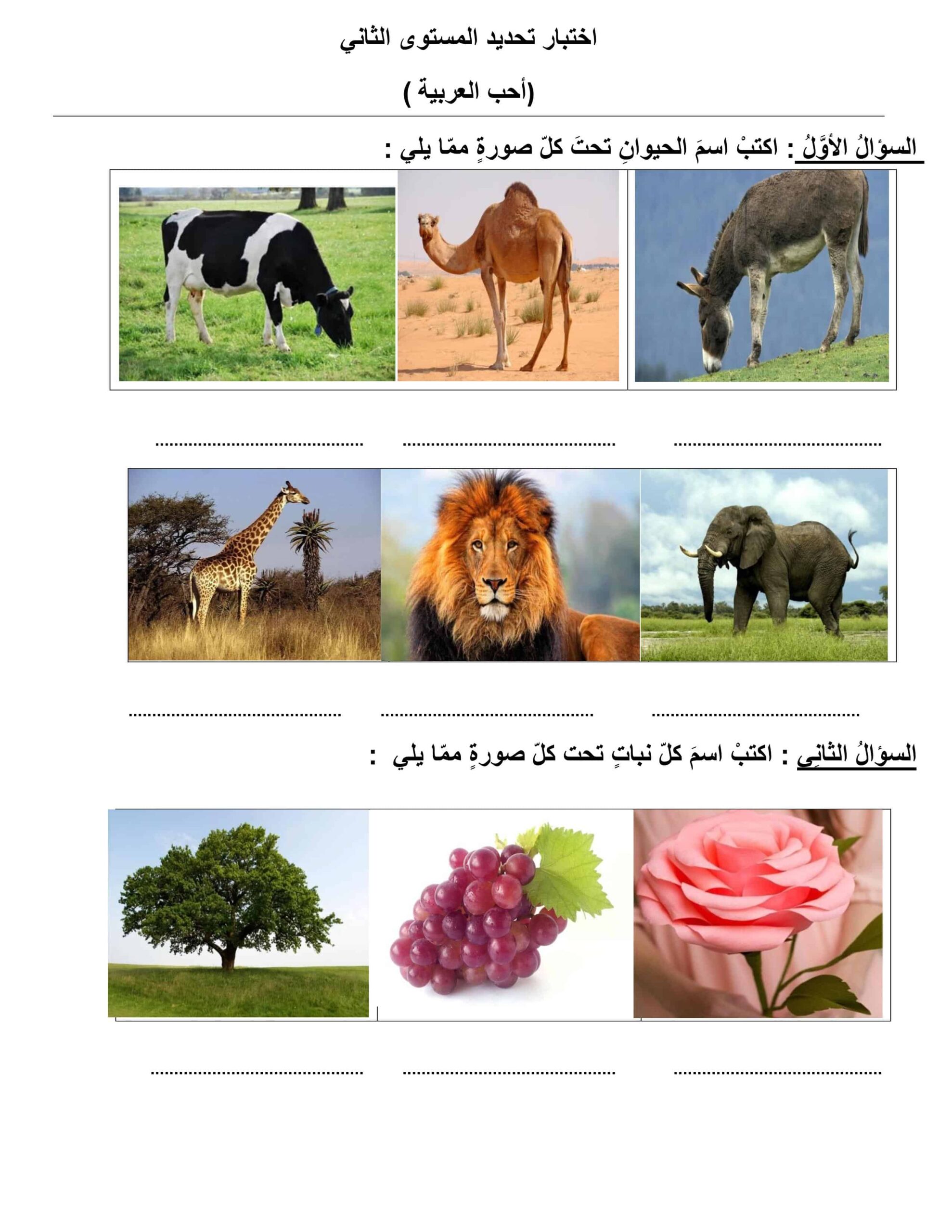 اختبار تحديد المستوى الثاني اللغة العربية الصف الثاني 