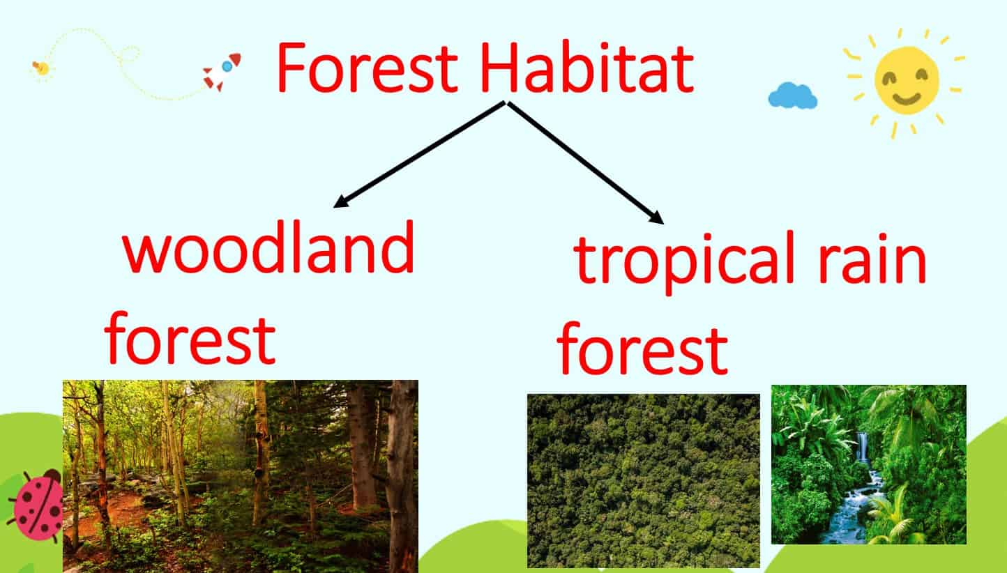 حل درس Forest Habitat بالإنجليزي العلوم المتكاملة الصف الثاني - بوربوينت