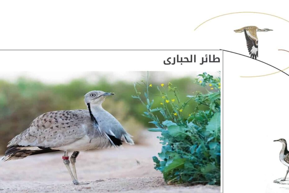 درس طائر الحبارى الدراسات الإجتماعية والتربية الوطنية الصف الثاني عشر - بوربوينت
