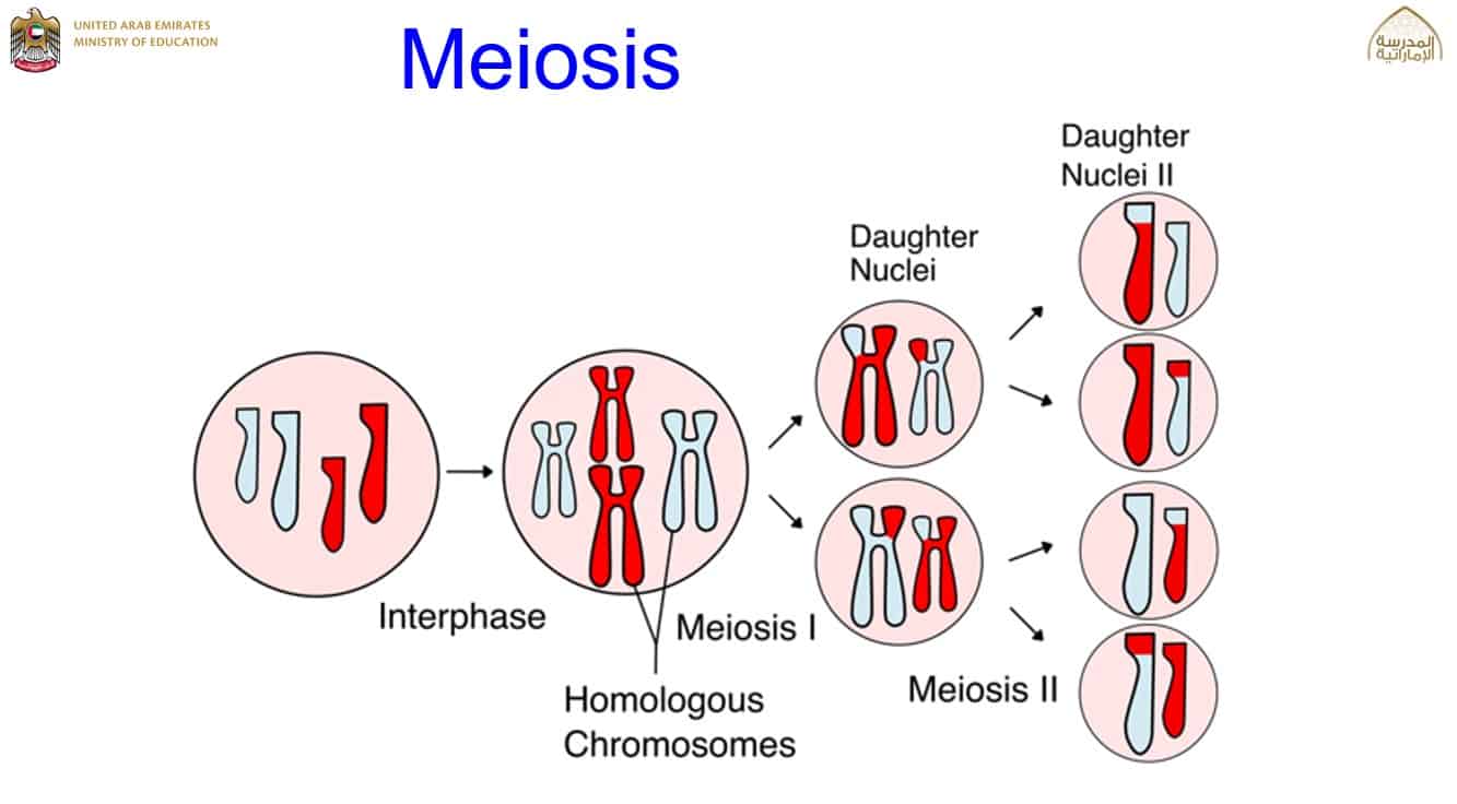 درس Meiosis الأحياء الصف العاشر نخبة - بوربوينت