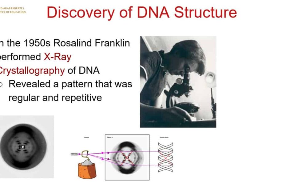 درس Discovery of DNA Structure الأحياء الصف العاشر نخبة - بوربوينت