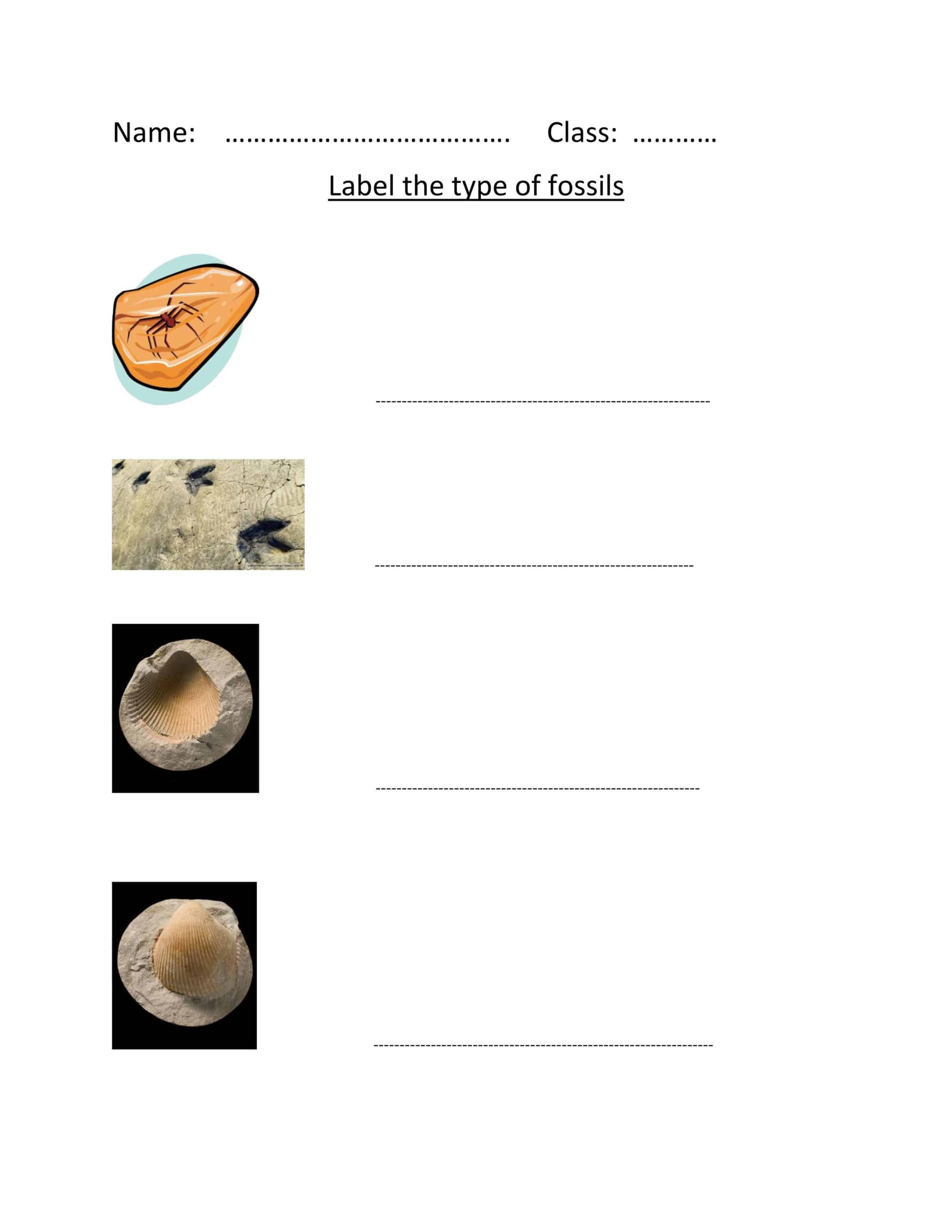 ورقة عمل fossil العلوم المتكاملة Inspire الصف الثالث