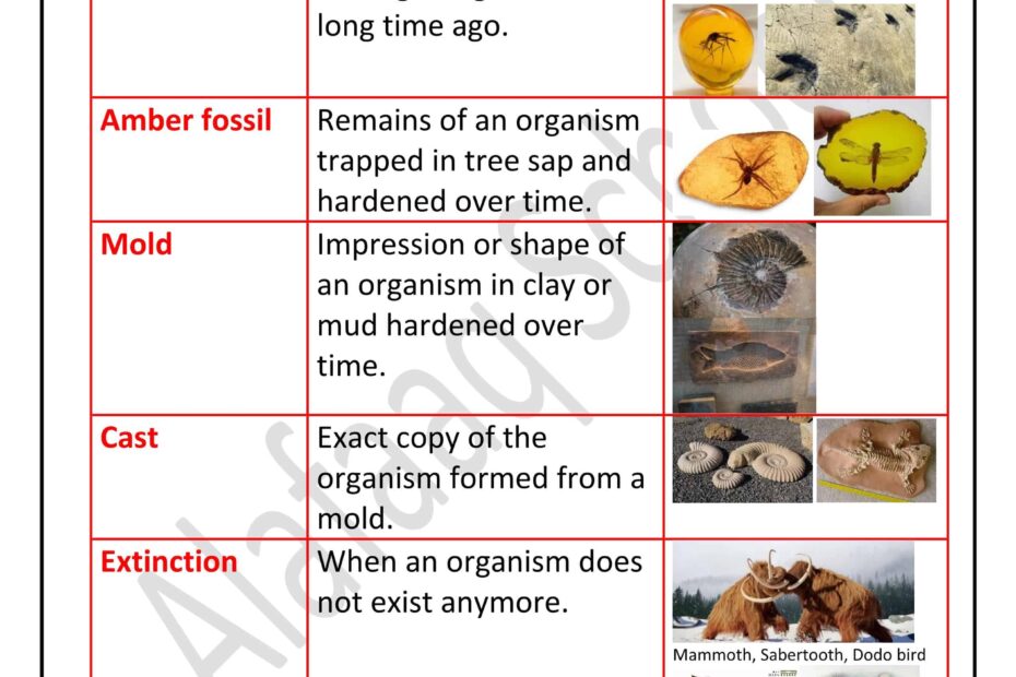 ملخص Fossils العلوم المتكاملة Inspire الصف الثالث