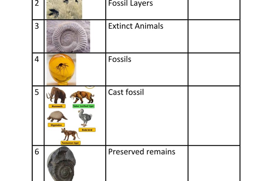ورقة عمل Fossil العلوم المتكاملة Inspire الصف الثالث