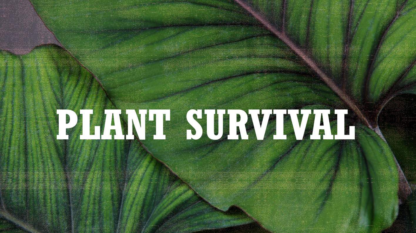 درس Plant survival العلوم المتكاملة الصف الخامس - بوربوينت 