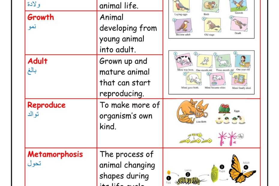 ملخص درس Animal Life Cycles العلوم المتكاملة الصف الثالث
