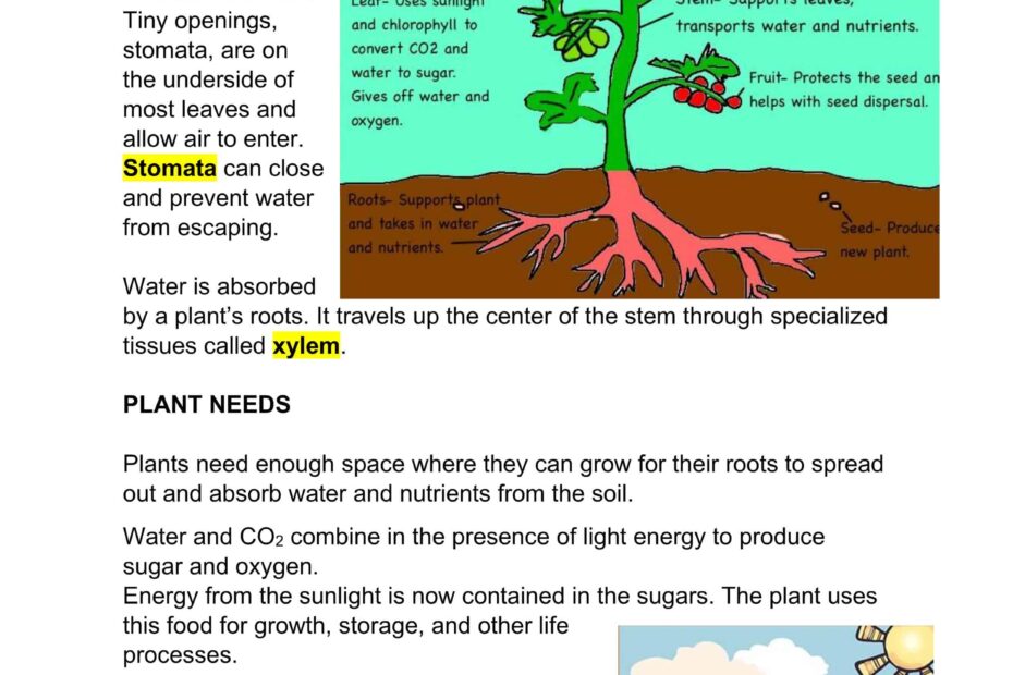ملخص PLANT SURVIVAL العلوم المتكاملة الصف الخامس