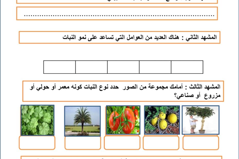 أوراق عمل النبات الحولي في الإمارات واليابان الدراسات الإجتماعية والتربية الوطنية الصف السادس - بوربوينت