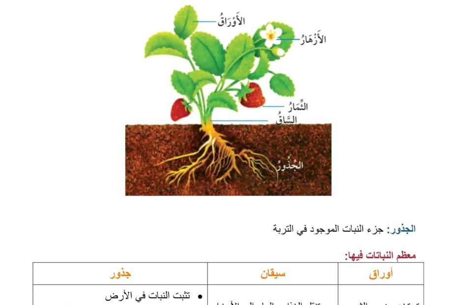 ملخص درس أجزاء النبات العلوم المتكاملة الصف الأول