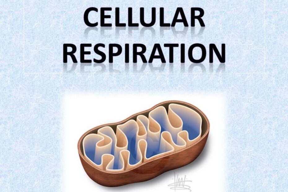 حل درس Cellular respiration العلوم المتكاملة الصف السادس - بوربوينت