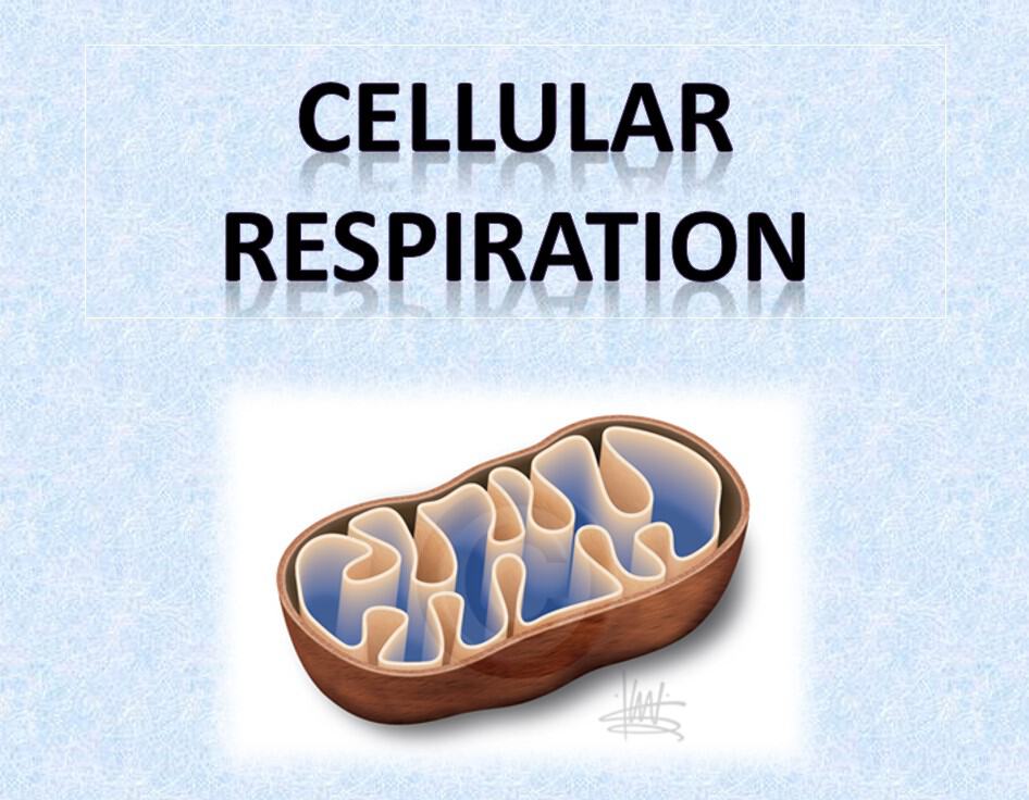 حل درس Cellular respiration العلوم المتكاملة الصف السادس - بوربوينت 