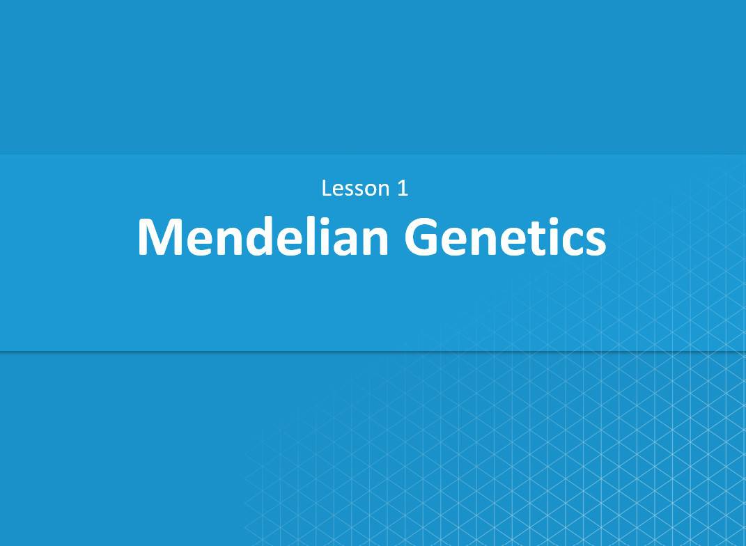 درس Mendelian Genetics الأحياء الصف العاشر - بوربوينت 