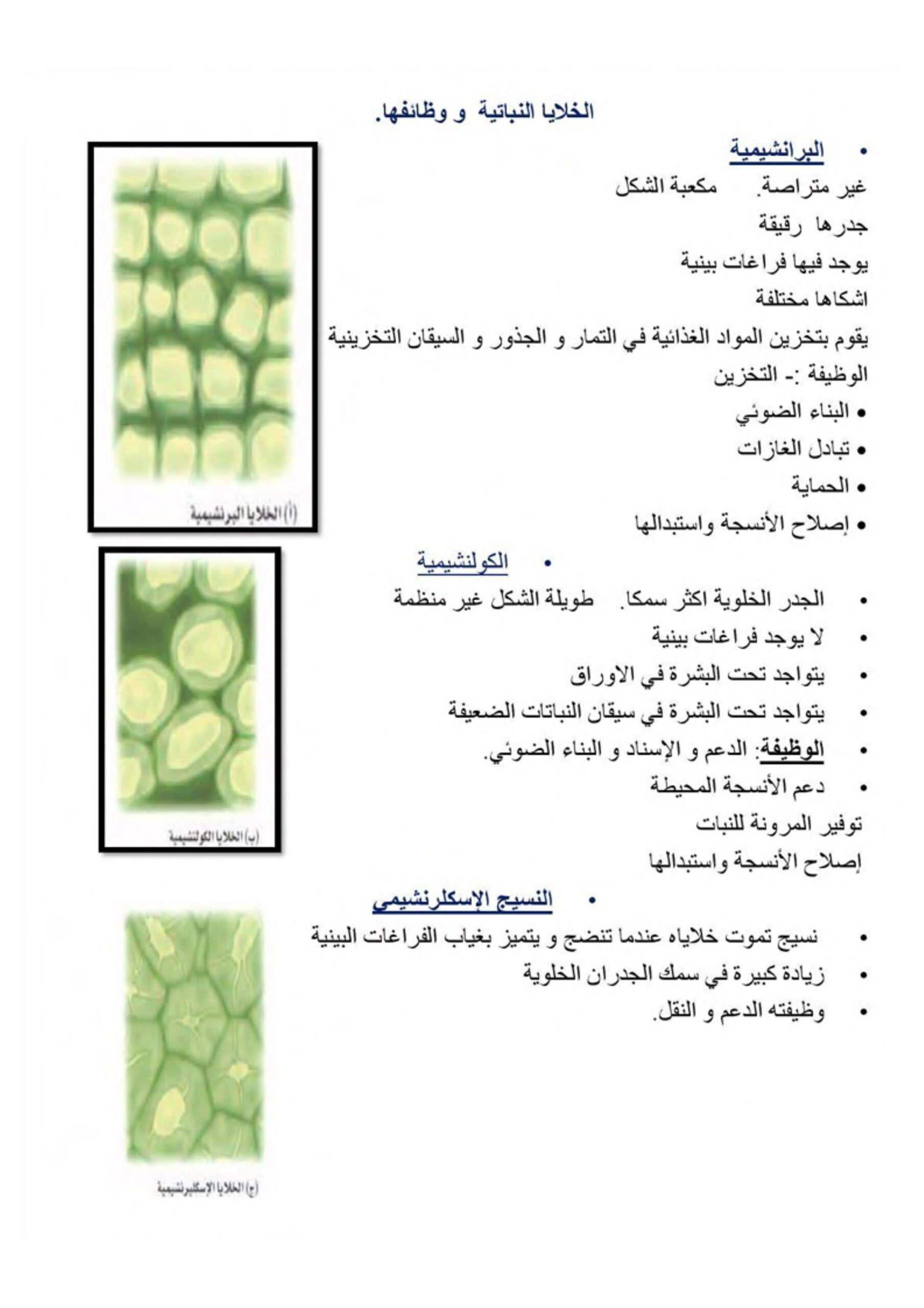 ملخص درس الخلايا النباتية ووظائفها الأحياء الصف العاشر