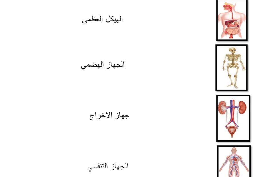 ورقة عمل الأنظمة في الحيوانات العلوم المتكاملة الصف الرابع