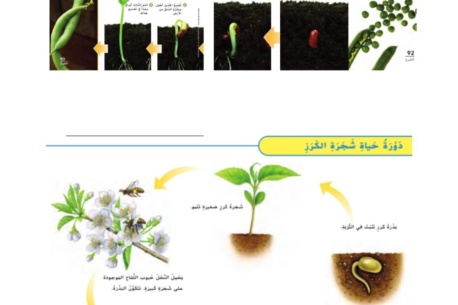 ملخص دورات حياة النباتات العلوم المتكاملة الصف الثالث