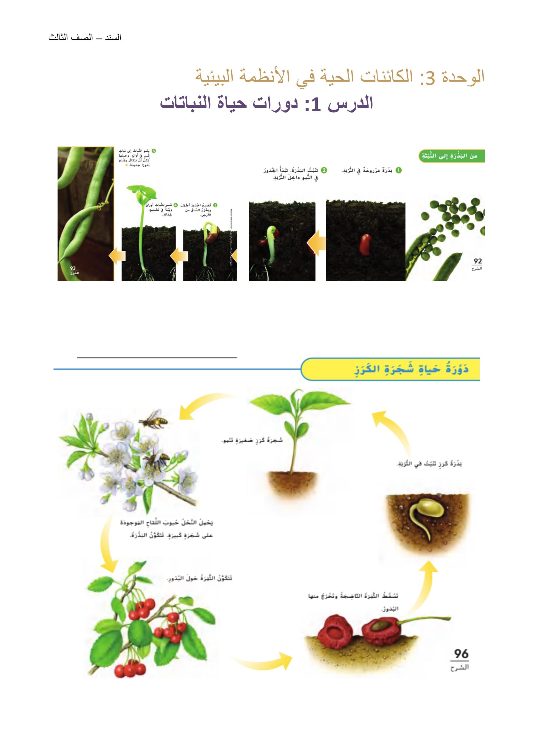 ملخص دورات حياة النباتات العلوم المتكاملة الصف الثالث 