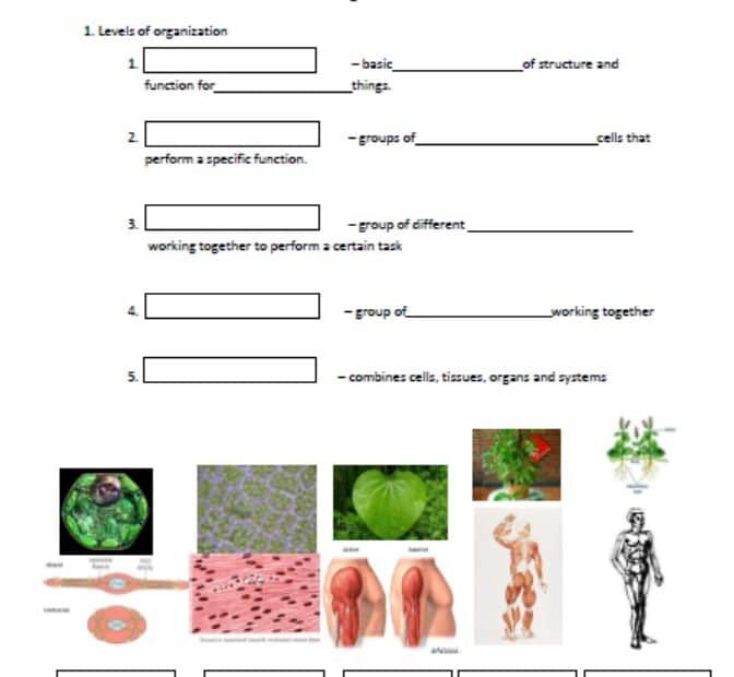 أوراق عمل Levels of Organization العلوم المتكاملة الصف السادس
