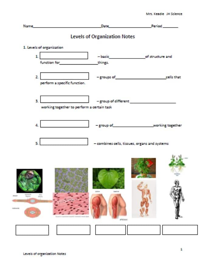 أوراق عمل Levels of Organization العلوم المتكاملة الصف السادس