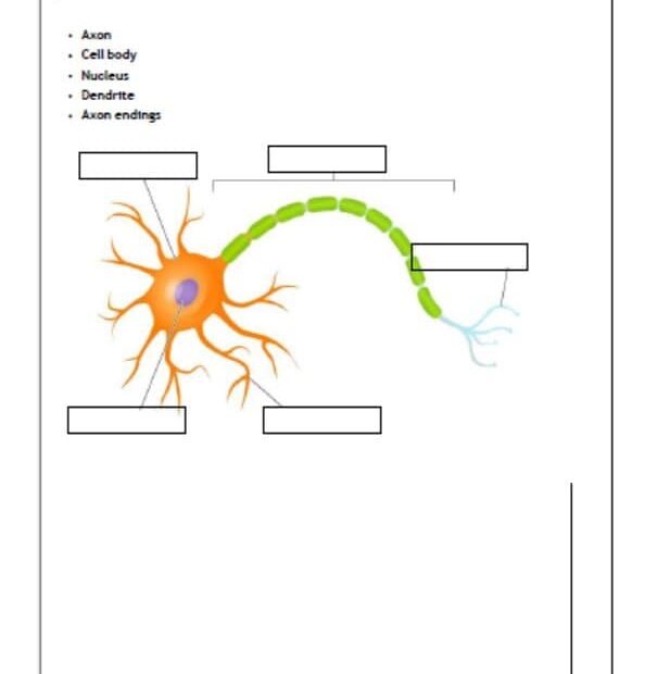 حل أوراق عمل Nervous system الأحياء الصف التاسع متقدم