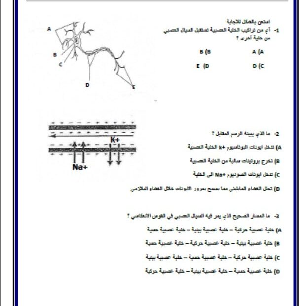 ورقة عمل تقييم ختامي تركيب الجهاز العصبي 1 الأحياء الصف التاسع متقدم