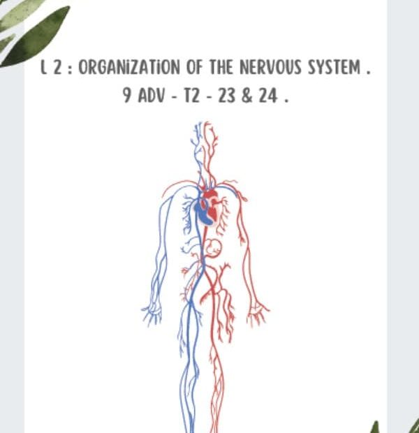 ملخص Organization of the nervous system الأحياء الصف التاسع متقدم