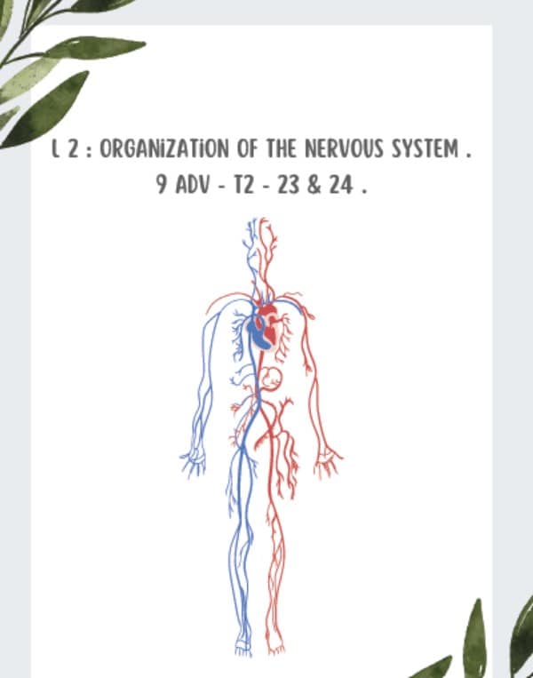 ملخص Organization of the nervous system الأحياء الصف التاسع متقدم
