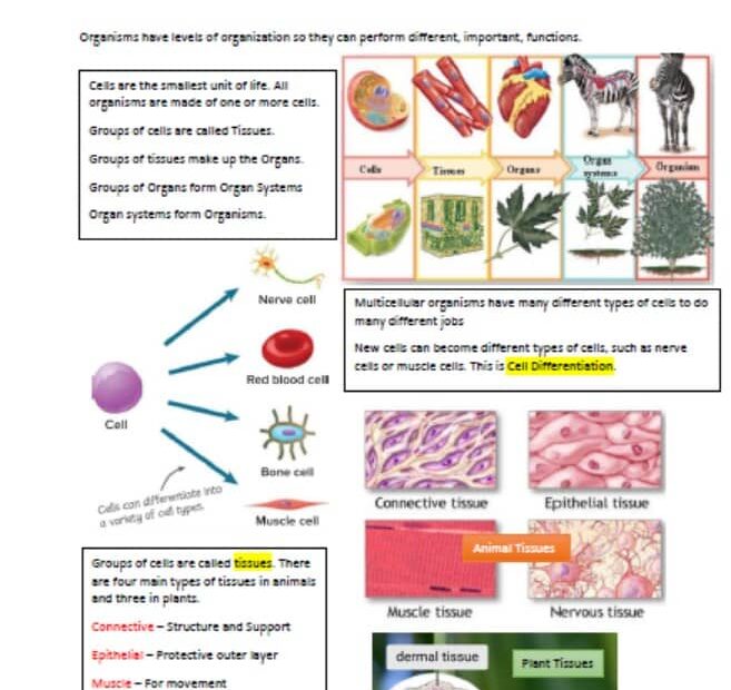 ملخص درس Levels of Organization العلوم المتكاملة الصف السادس