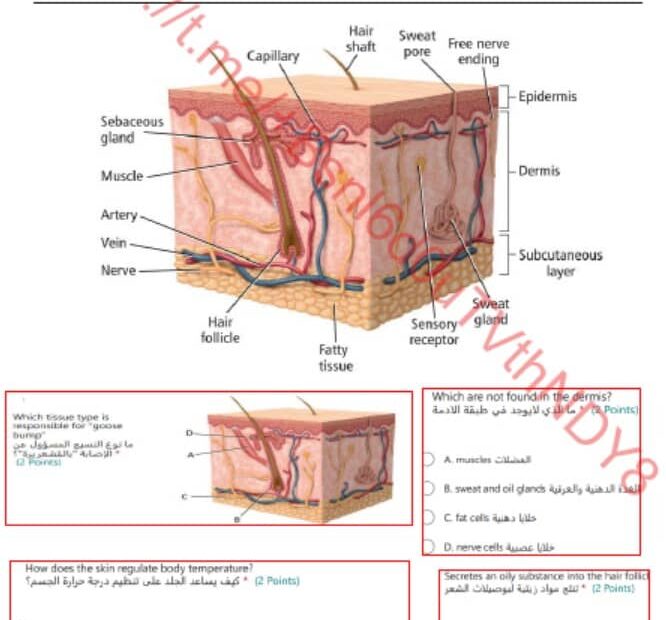 مراجعة حسب الهيكل الوزاري الأحياء الصف الثاني عشر عام