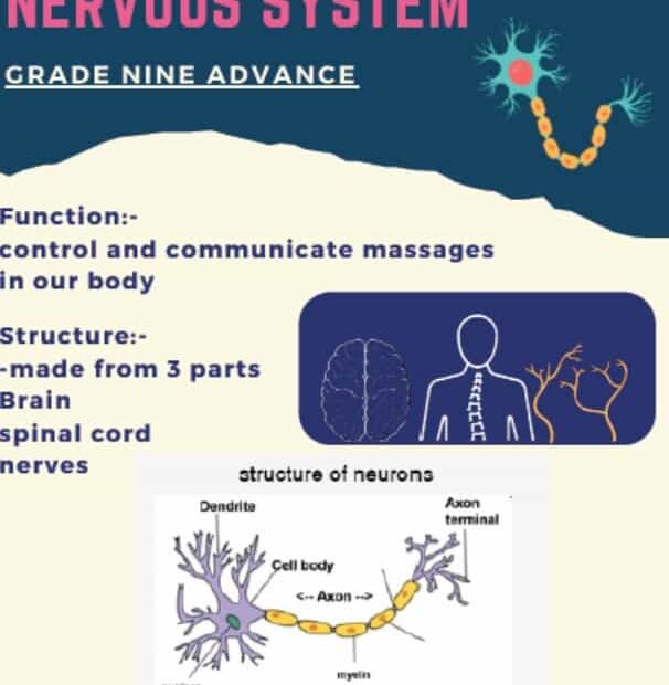 ملخص STRUCTURE OF THENERVOUS SYSTEMGRADE العلوم المتكاملة الصف التاسع