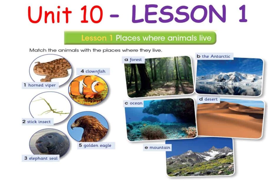 حل درس LESSON 1 Place where animals live اللغة الإنجليزية الصف السادس - بوربوينت