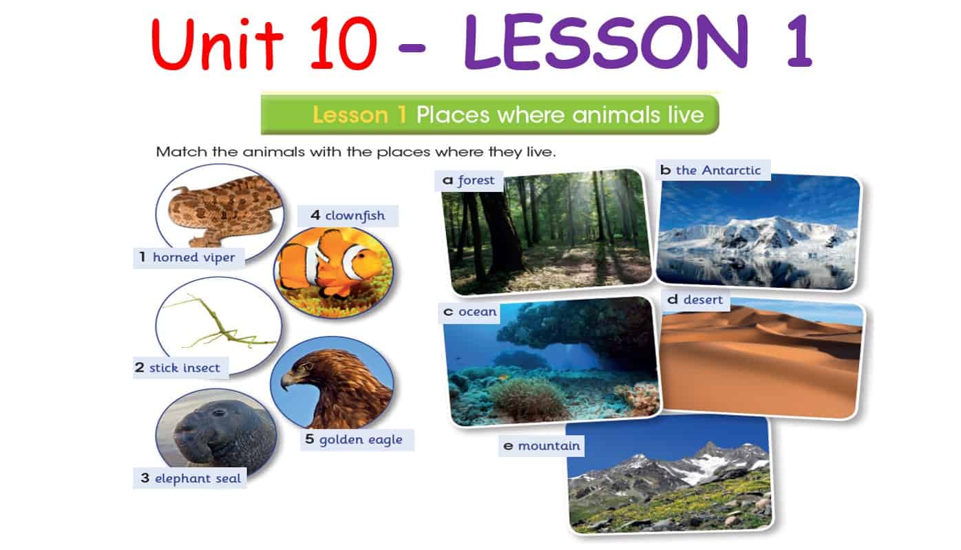 حل درس LESSON 1 Place where animals live اللغة الإنجليزية الصف السادس - بوربوينت 