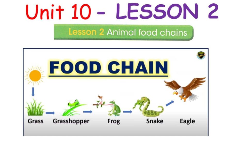 حل درس LESSON 2 animal food chains اللغة الإنجليزية الصف السادس - بوربوينت