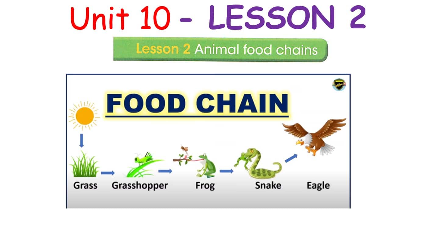 حل درس LESSON 2 animal food chains اللغة الإنجليزية الصف السادس - بوربوينت 