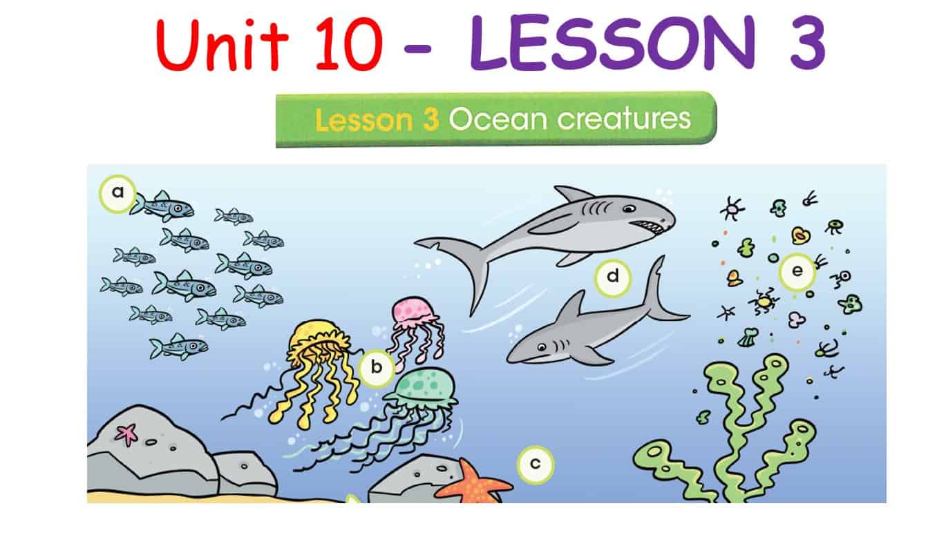 حل درس LESSON 3 Oceans creatures اللغة الإنجليزية الصف السادس - بوربوينت