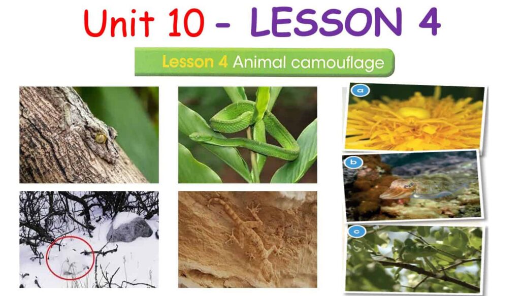 حل درس LESSON 4 animal camouflage اللغة الإنجليزية الصف السادس - بوربوينت