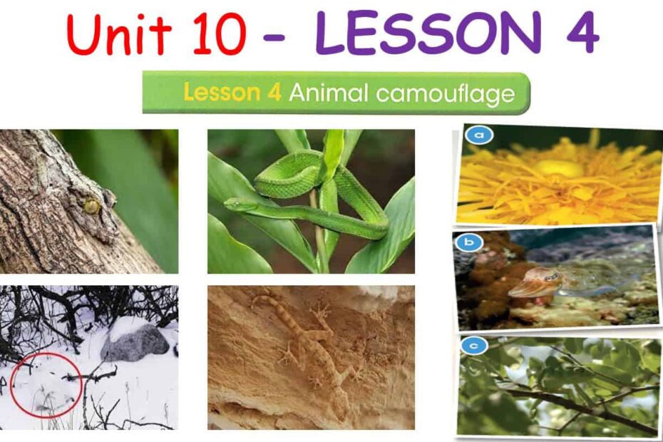 حل درس LESSON 4 animal camouflage اللغة الإنجليزية الصف السادس - بوربوينت