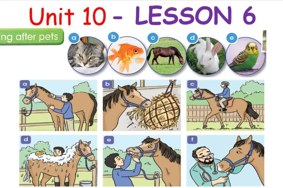 حل درس LESSON 6 Looking after pets اللغة الإنجليزية الصف السادس - بوربوينت