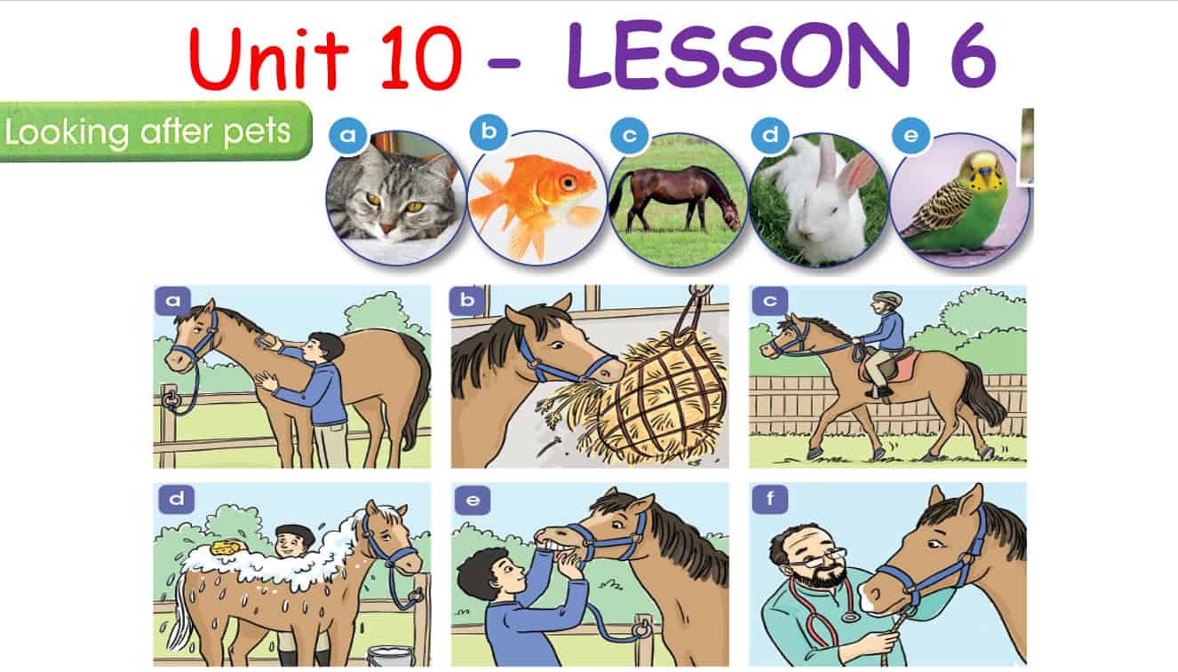 حل درس LESSON 6 Looking after pets اللغة الإنجليزية الصف السادس - بوربوينت