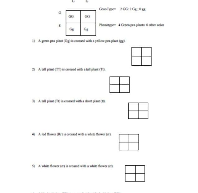 أوراق عمل Punnett Square Practice الرياضيات المتكاملة الصف السادس Reveal