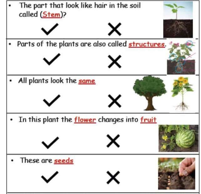 ورقة عمل Science Quiz 1 REVIEW Lesson 1 العلوم المتكاملة الصف الأول