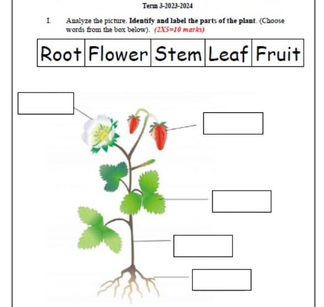 ورقة عمل Plant Structure and Function العلوم المتكاملة الصف الأول