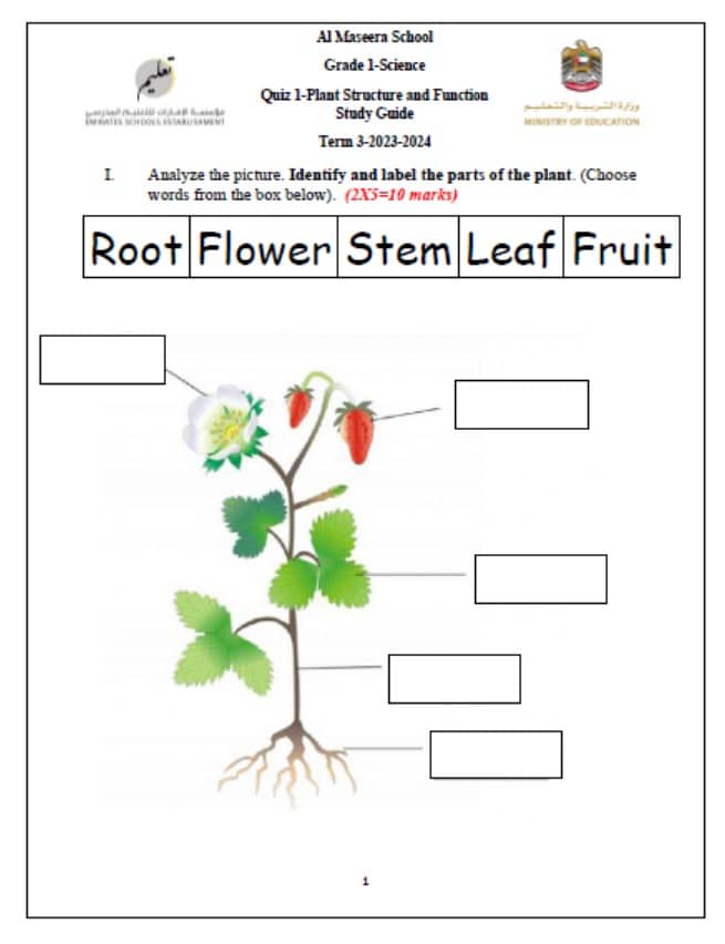 ورقة عمل Plant Structure and Function العلوم المتكاملة الصف الأول 