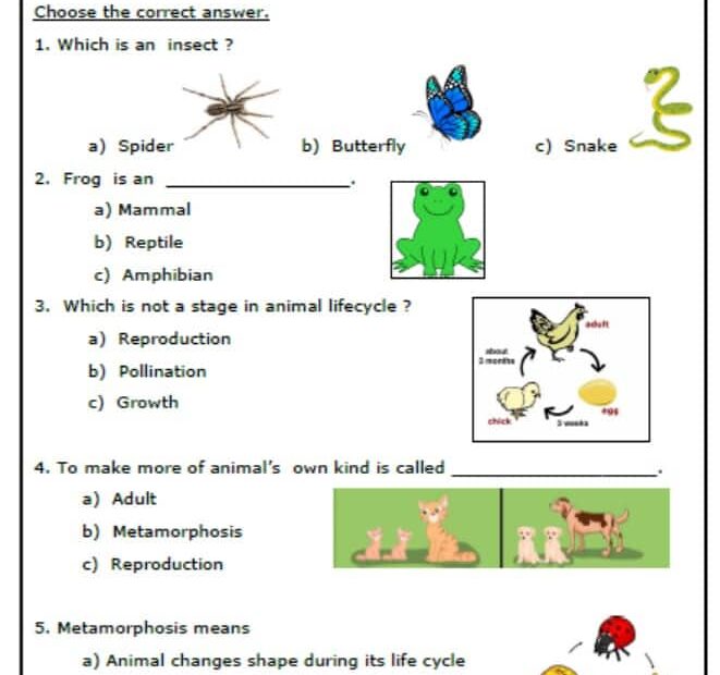 حل أوراق عمل Animal Lifecycles العلوم المتكاملة الصف الثالث