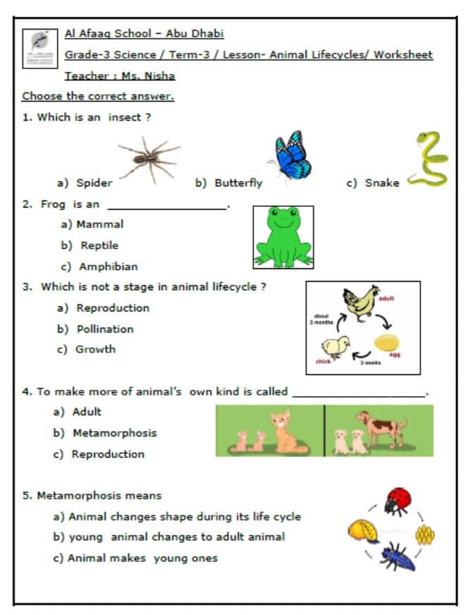 حل أوراق عمل Animal Lifecycles العلوم المتكاملة الصف الثالث