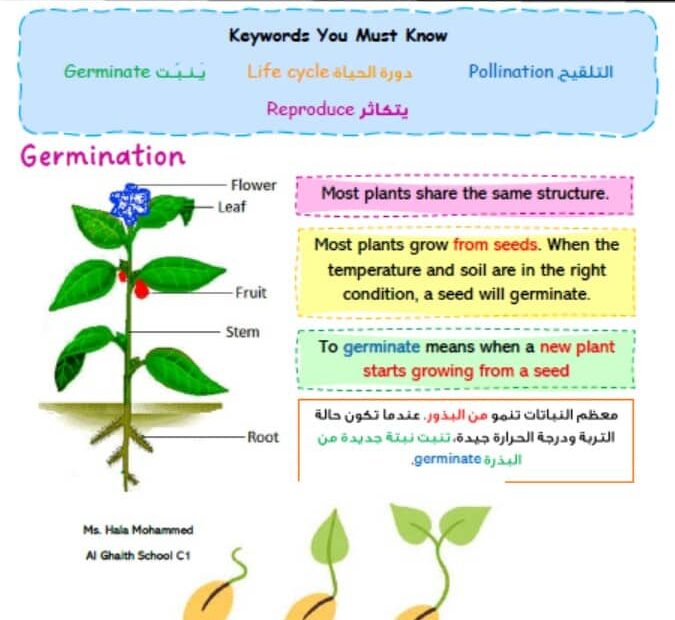 ملخص درس Plant Life Cycle العلوم المتكاملة الصف الثالث